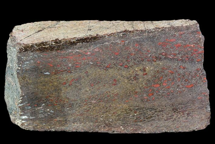 Polished Dinosaur Bone (Gembone) Section - Utah #106899